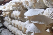 Yuk budidaya jamur tiram, pemula dijamin bisa dan cepat dapat cuan