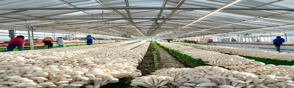 Harga Jamur Tiram Mei 2026 Bergejolak, Panen Adaptif Disorot