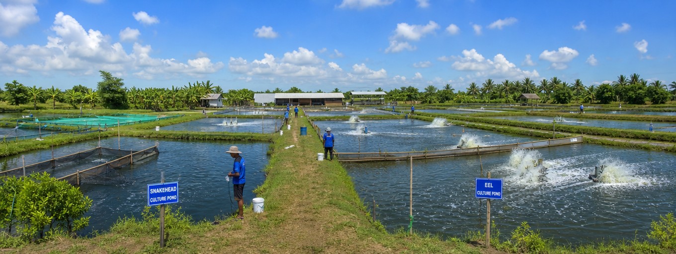 Sidat dan Gabus Naik Daun di Kolam 2026, Pasar Cari Ikan Tahan Risiko