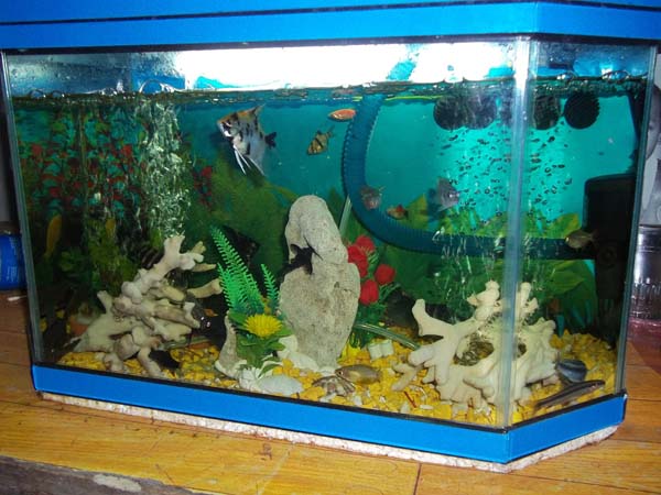 aquariumjoko