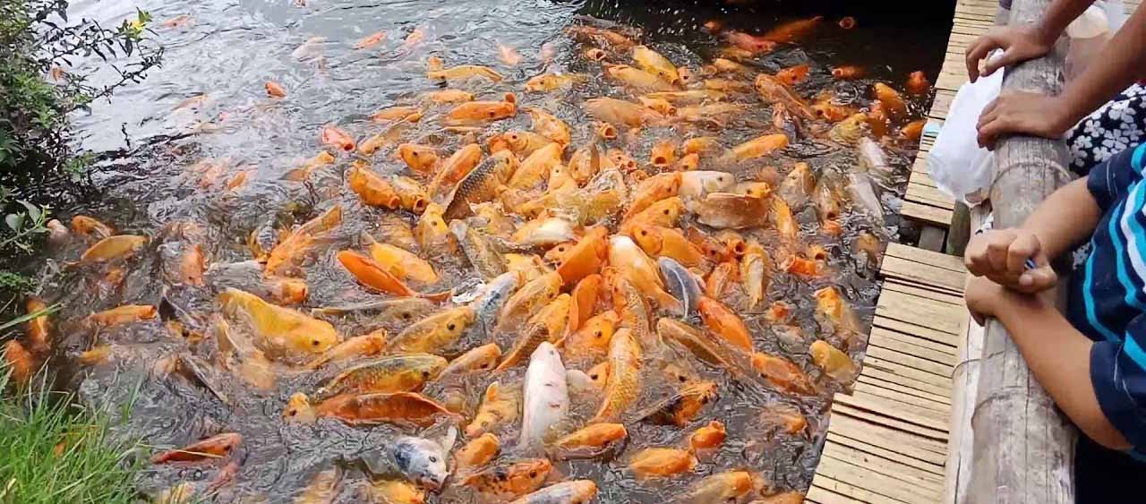 pemupukan kolam ikan