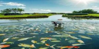 Pakan Ikan Fermentasi Naik Daun, Pembudidaya Panen Sorotan