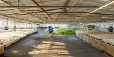 Baglog Steril Otomatis Bikin Jamur Tiram Makin Diburu