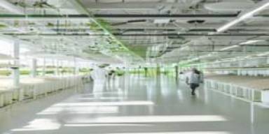 Lonjakan Bibit F1 Dorong Peta Baru Bisnis Jamur 2026