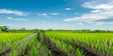 Benih Padi Tahan Cuaca Ekstrem Jadi Sorotan April 2026