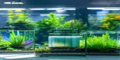 Filter Hemat Energi Jadi Buruan Pasar Ikan Hias 2026