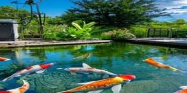 Radar KHV 2026 Bikin Perawatan Koi Berubah Total