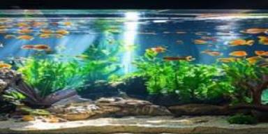 Gelombang Blackwater Tank Picu Lonjakan Ikan Hias Tropis