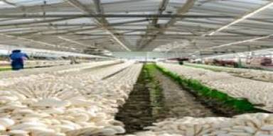 Harga Jamur Tiram Mei 2026 Bergejolak, Panen Adaptif Disorot