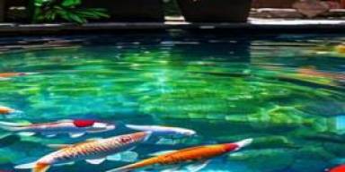 UV-C Inline Naik Daun, Standar Air Koi Makin Ketat