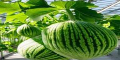 Nutrisi Isotonik Custom Dongkrak Kualitas Melon Sultan 2026