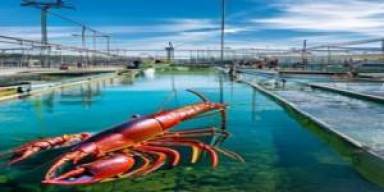 Benih Bening Makin Diburu, Margin Pembesaran Lobster Bergeser