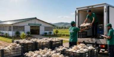 Logistik Dingin Ubah Peta Segar Jamur Tiram Pertengahan 2026