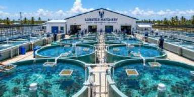 Hatchery Mikro Dominasi Sorotan Budidaya Lobster 2026