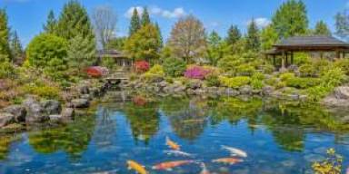 Koi Show 2026 Ramai Sorot Varietas Doitsu dan Pola Ginrin