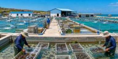 Harga Benih Bergolak, Pembudidaya Lobster Putar Strategi