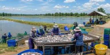 Harga Nila Fillet Naik, Kolam Air Tawar Genjot Sortasi