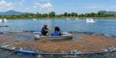 Pakan Rendah Tepung Ikan Jadi Sorotan Tambak 2026