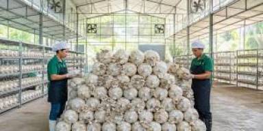 Gelombang Blok Siap Inokulasi Bikin Peta Jamur Tiram Berubah