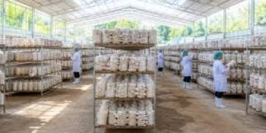 Harga Bibit F2 Melejit, Petani Jamur Tiram Ubah Hitungan