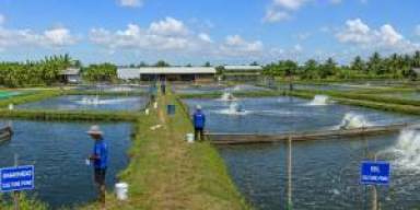 Sidat dan Gabus Naik Daun di Kolam 2026, Pasar Cari Ikan Tahan Risiko