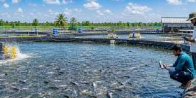 Bioflok Patin Hemat Air Jadi Buruan Saat Cuaca Ekstrem