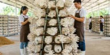 Substrat Jagung-Serbuk Kayu Dorong Margin Jamur Tiram