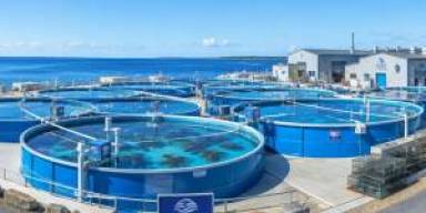 Restorasi Benur Lobster: Teknologi AI Pantau Stok Pesisir September 2026
